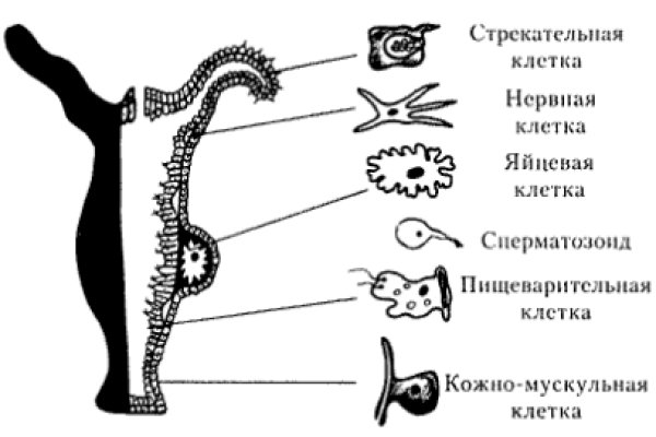 Кракен ссылка прокатис